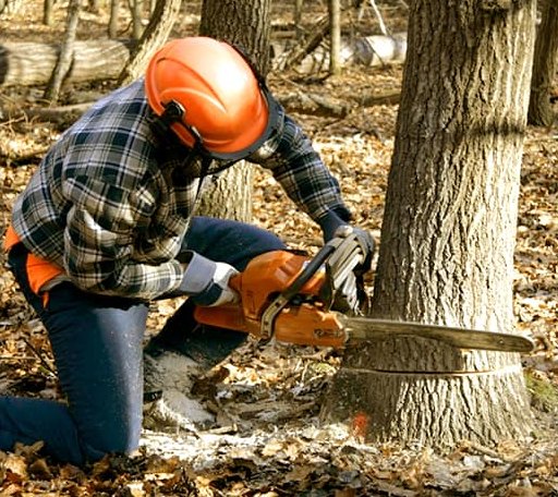 Tree Removal in Newton, MA